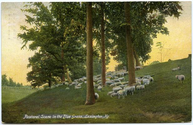 Pastoral Scene in the Blue Grass, Lexington, Ky. [Sheep]