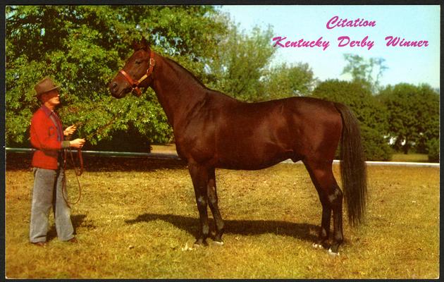 Citation, Kentucky Derby Winner. (Printed verso reads: 