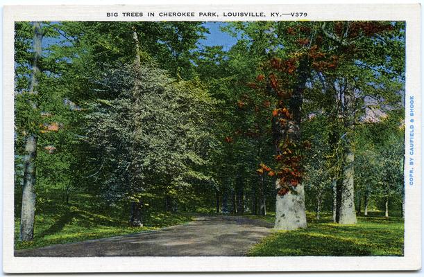 Big Trees In Cherokee Park