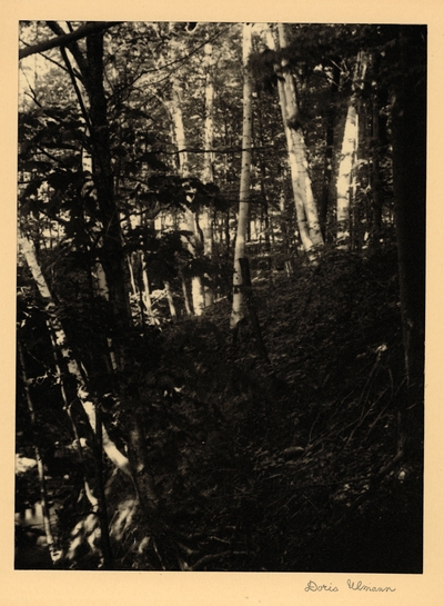 Unidentified Landscape.  From Dr. McVey's Files. January 1953.  Trees in the forest