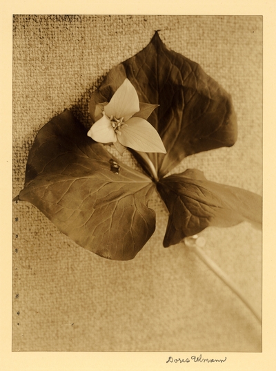 Still life of flower with large leaves against coarse material