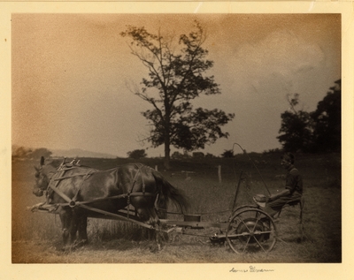 Charleston, SC.  Man with whip, driving team through field, with large tree in background