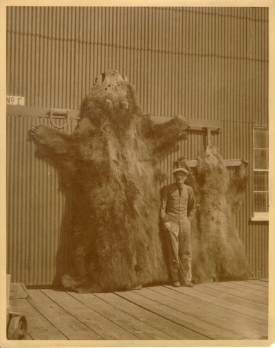 Man with bear skins (on Kodiak Island.) The photograph contains a description on the back. 8x10