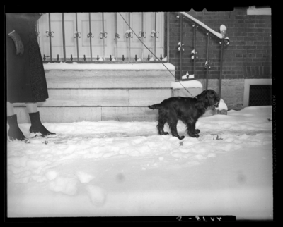 Mrs. Anderson Gratz; woman walking a dog