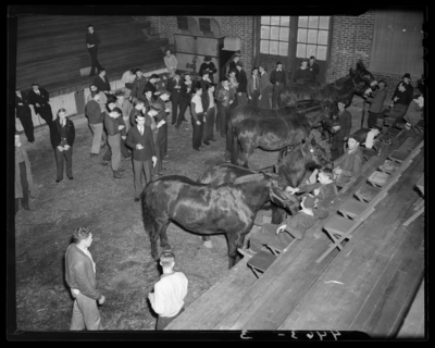 Horse Sales, (1941 Kentuckian) (University of Kentucky); interior                             of building, horses on display for buyers