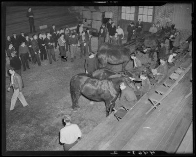 Horse Sales, (1941 Kentuckian) (University of Kentucky); interior                             of building, horses on display for buyers