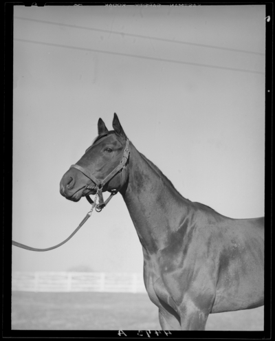 Mrs. R. Martin; close-up view of a horse's head and                             neck
