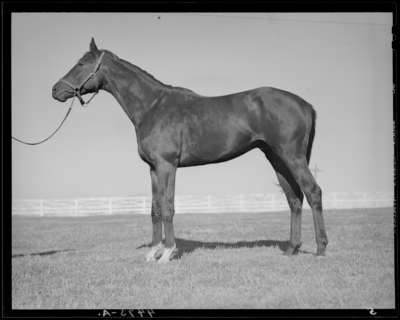 Mrs. R. Martin; horse standing in the pasture