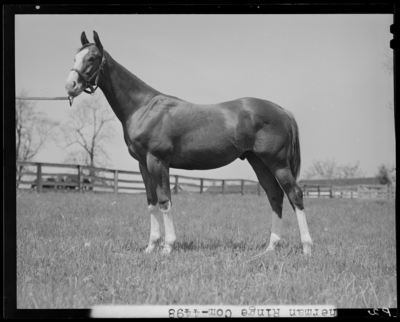 Sherman Ringe; horse standing in the pasture