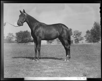Walnut Hall Farm; yearling (horse) held by the reins