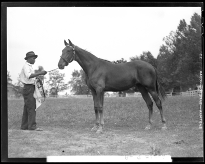 Walnut Hall Farm; Again, yearling (horse) held by the                             reins