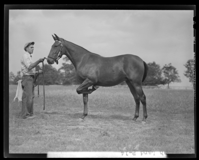Walnut Hall Farm; Ash Land, yearling (horse) held by the                             reins