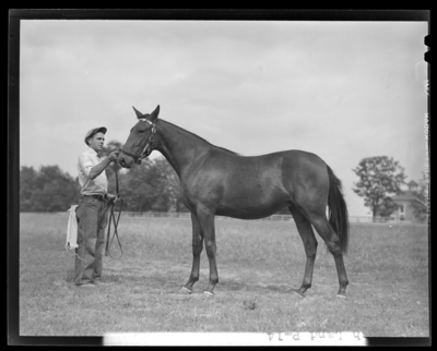 Walnut Hall Farm; Ash Land, yearling (horse) held by the                             reins