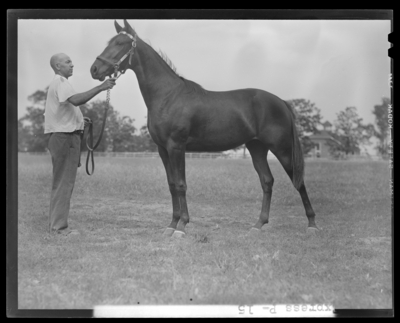 Walnut Hall Farm; Express, yearling (horse) held by the                             reins