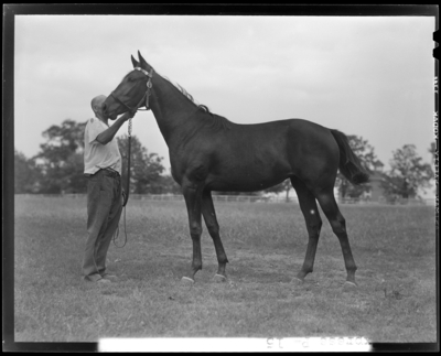 Walnut Hall Farm; Express, yearling (horse) held by the                             reins