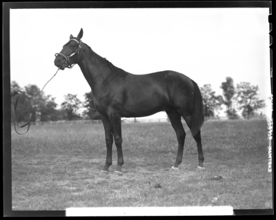 Walnut Hall Farm; Scott, yearling (horse) held by the                             reins