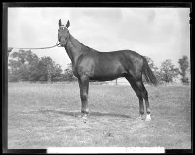 Walnut Hall Farm; Wizard, yearling (horse) held by the                             reins