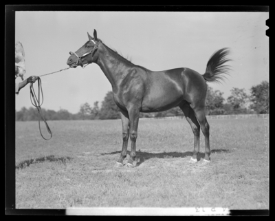 Walnut Hall Farm; yearling (horse) held by the reins