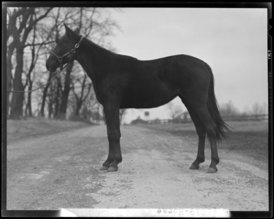 Horse standing alone ; Howard M. Hare and Anna B. Day