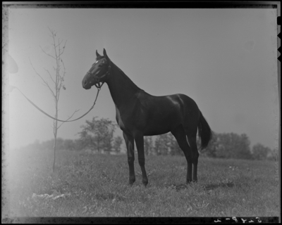 Keeneland; Barn II, horse standing outside of barn