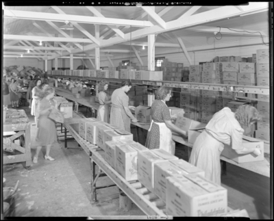 National Distillers Corporation; packing department, women                             working on assembly line