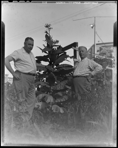 John Mondelli; 608 West Main; tobacco plants growing in a lot;                             two men standing next to plants