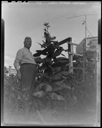 John Mondelli; 608 West Main; tobacco plants growing in a lot;                             man standing next to plants