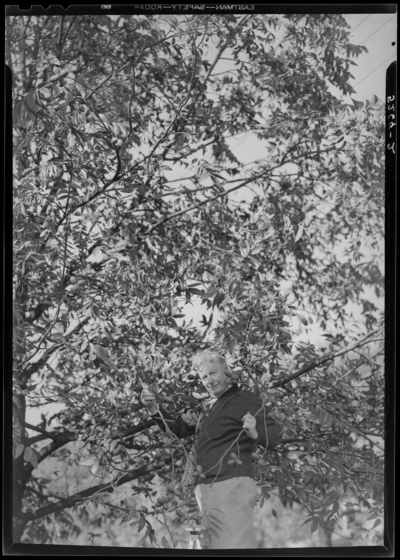 John Mondellia; 608 West Main; man standing next to pecan tree                             holding branches
