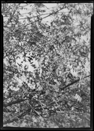 John Mondellia; 608 West Main; pecan tree, close-up of                             branches