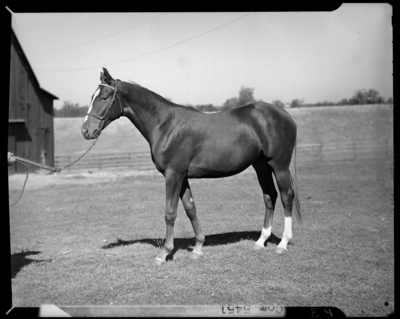 Ward Farm; horse