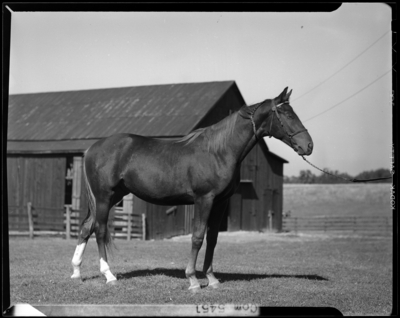 Ward Farm; horse