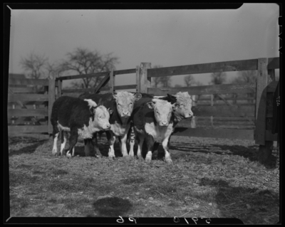 Farmers Supply Company, 325 East Vine; four cows