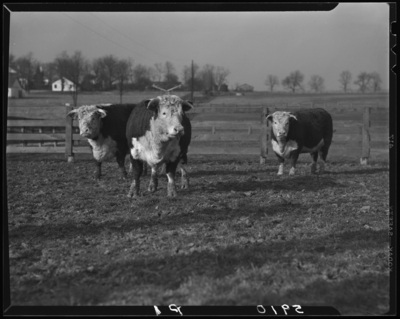 Farmers Supply Company, 325 East Vine; three cows