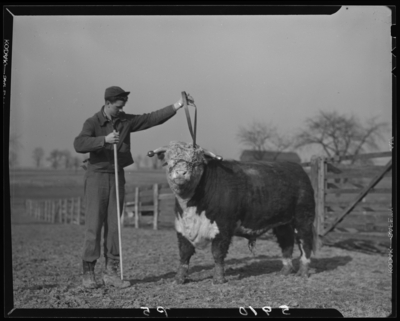 Farmers Supply Company, 325 East Vine; man and bull