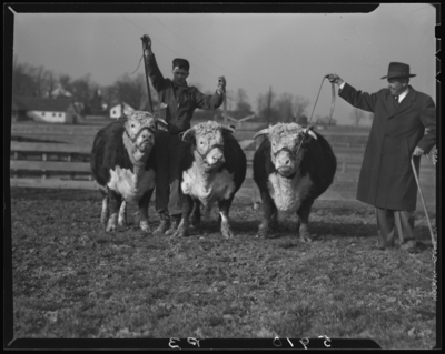 Farmers Supply Company, 325 East Vine; two men and three                             cows