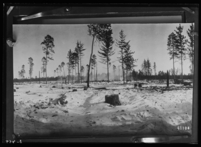 Seed trees left on lumber lands to insure reproduction in Minnesoto National Forest. Feb-11