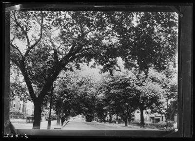 Elms on East Capitol Street between the Capitol & 11th Street in Washington D.C. 2/27/1911