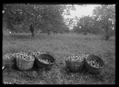 Maiden Blush apples from sprayed tree at O.N. Taber's place, Tip Top, Kentucky. 7/11/1910