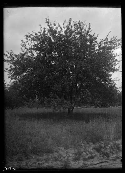 Sprayed Maiden Blush apple tree at Tip Top, Kentuckyy. 7/11/1910