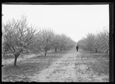 View of orchard at Tip Top, Kentucky. 4/8/1907