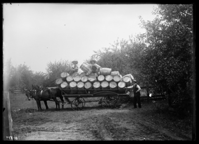 Hauling apple barrels at Tip Top, Kentucky. 8/26/1910