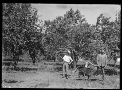 Spraying with lime sulphur. 8/11/1912