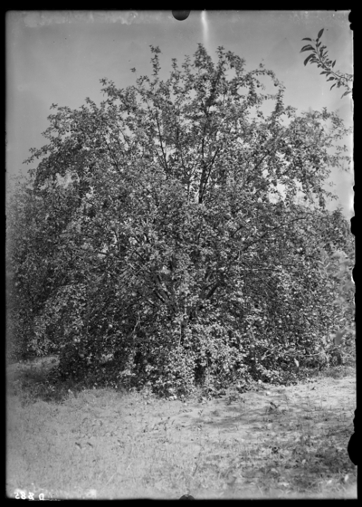 Apple trees sprayed with arsenate of lead after bloom at Tip Top, Kentucky. 8/27/1907