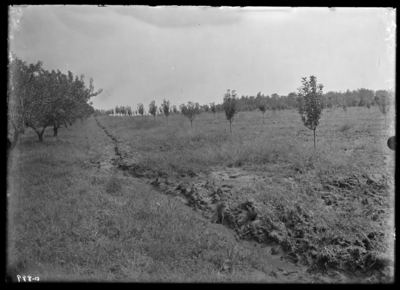 Young orchard at Mr. Scheible's Tip Top, Kentucky. 8/27/1907