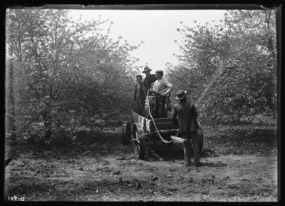 Spraying at Scheible's place at Tip Top, Kentucky. 5/2/1907