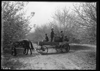 Spraying at Scheible's place at Tip Top, Kentucky. 5/2/1907