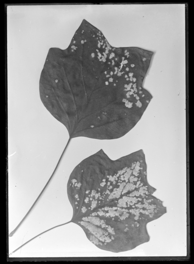 Mildew of liriodendron leaves. 11/15/1911