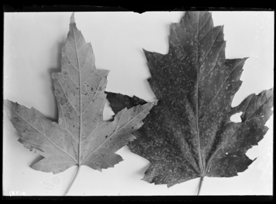 Maple leaves-fungus. 8/10/1906