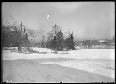 Effect of sleet on trees on UK grounds 2/3/1902