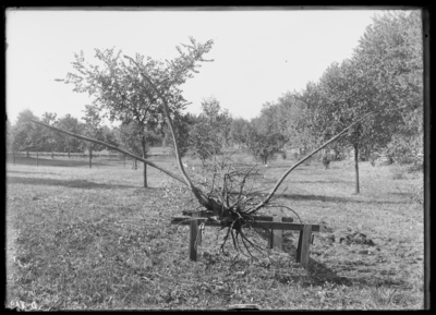 Diseased white elm showing roots taken up on college grounds, not dead. 1899